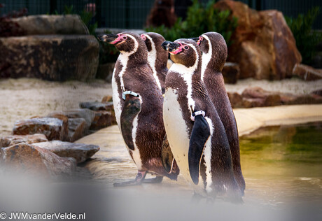Groepje humboldtpinguïns