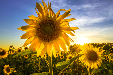 Veld met Zonnebloemen