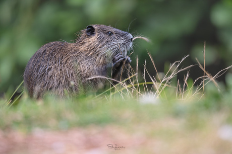 Young beaver rat