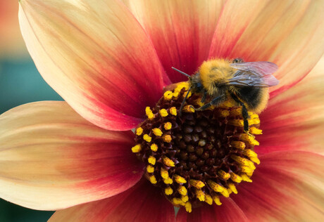 Akkerhommel op Dahlia