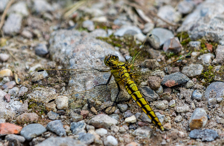 Plasrombout (Gomphus pulchellus)