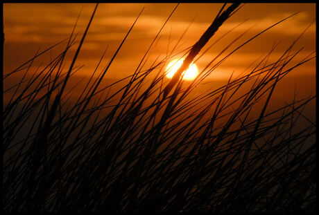 Ondergaande zon door t duingras