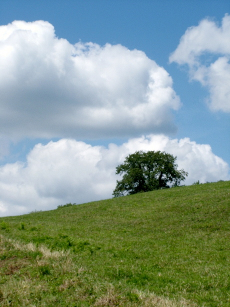 bomen wolk