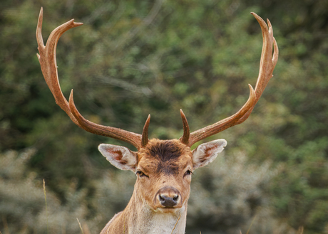 Koning van het bos