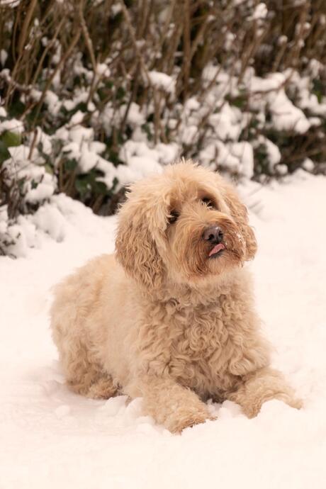 Labradoodle in de sneeuw