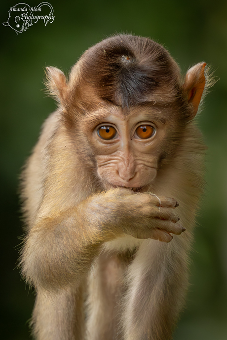 Lampongaap portret Borneo