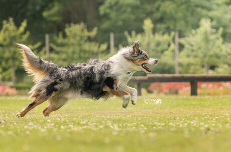 Run! Milo run!