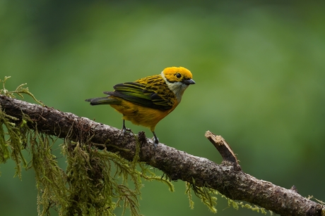 Tropical Canary