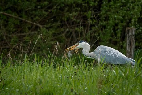 De reiger en de rat