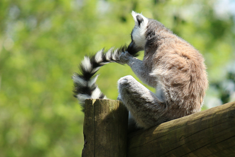 Mmmwoah! I love my tail...