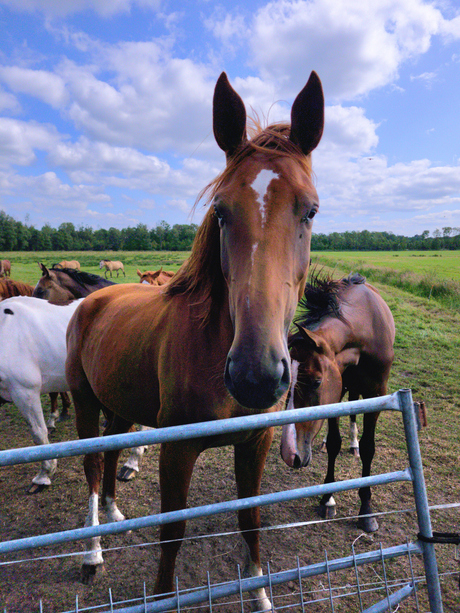 Paarden. 
