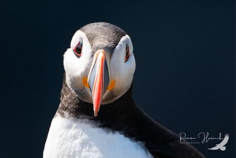 Puffin portret