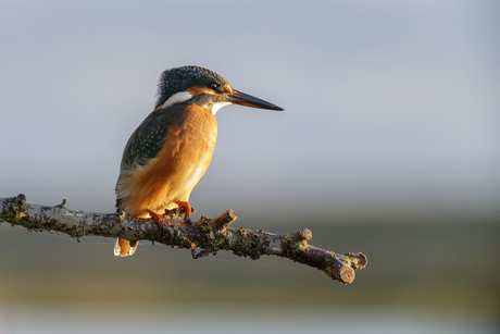 IJsvogel in de ochtend