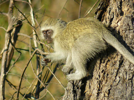 Aapje krugerpark