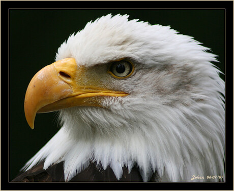 Amerikaanse Zeearend-Close up