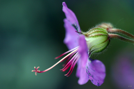 geranium