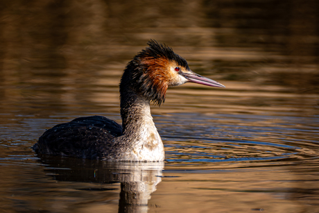 Fuut in het zonlicht.