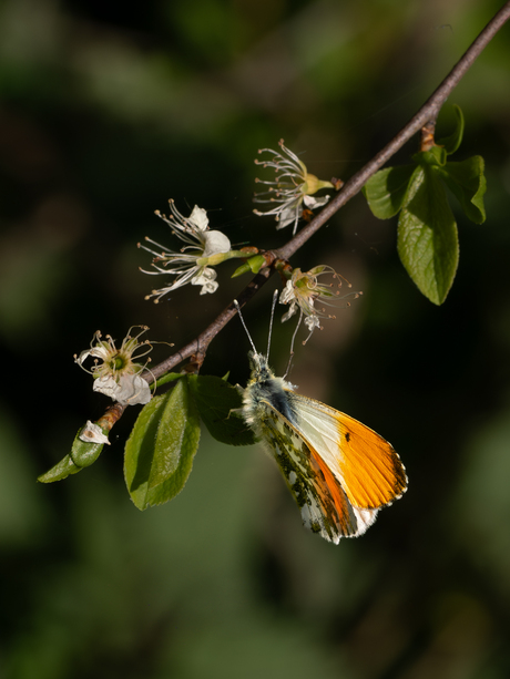 Lente