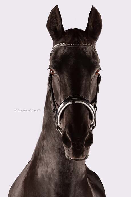 Fries paard in de studio 