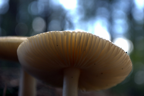 Magic Mushroom ?