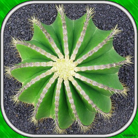 Cactus groen