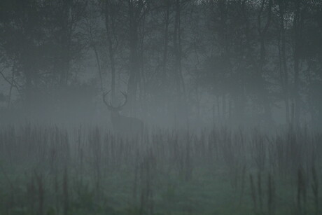 Edelhert in de mist