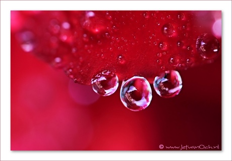 'Red drops'