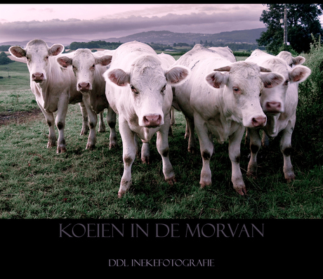 Koeien in de Morvan