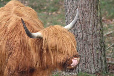 Schotse hooglander Mookerheide