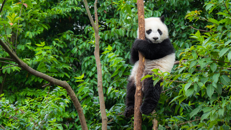 Baby panda in Chengdu, China