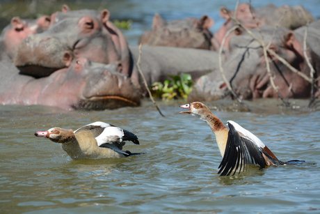 nijlpaarden en nijlganzen