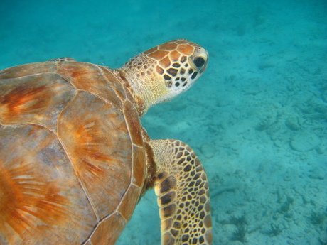 Zeeschildpad up-close