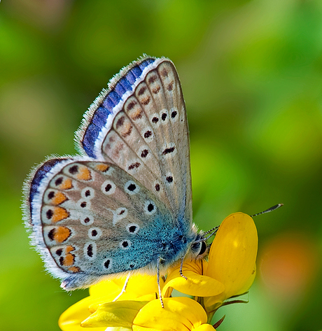 icarus blauwtje