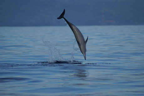 Dolfijn - Bali