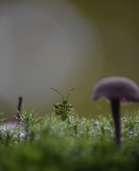 kleine wants op zoek naar een parapluie
