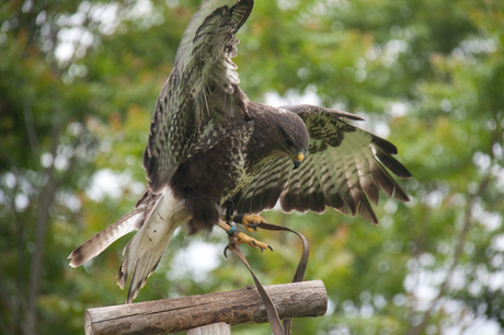 De kracht van een vogel