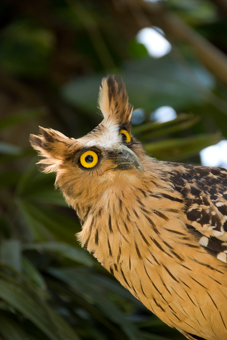 Bali Bird Park