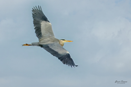 Blauwe reiger in de vlucht