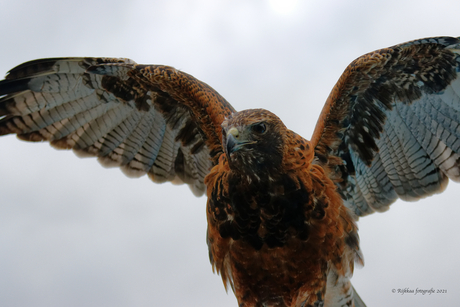 Roofvogel show Limburg