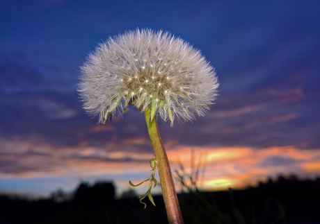 paardebloem pluisjes