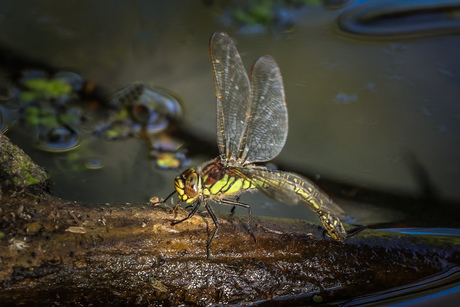 libelle