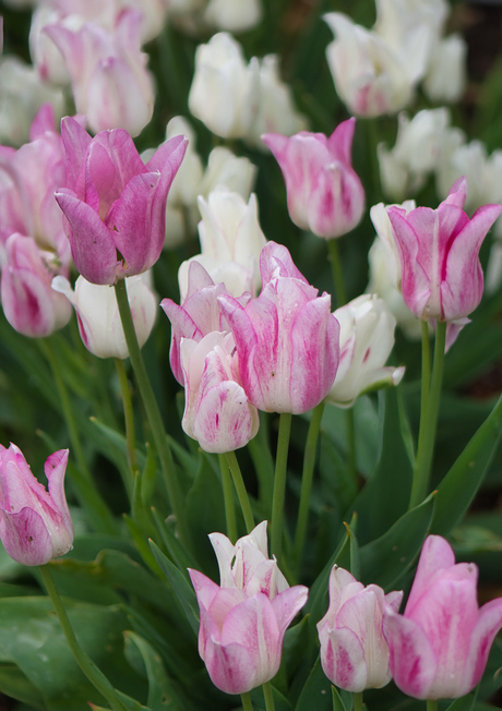 Tulpen