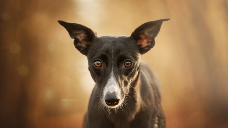 Dog portret