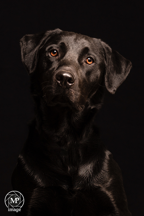 Hond Diesel in de fotostudio