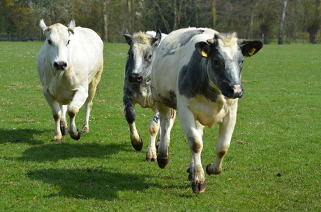 Pinken in het veld