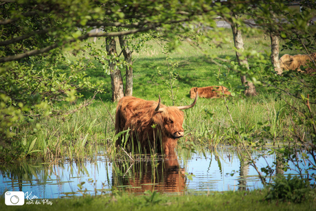 Schotse hooglander in het water