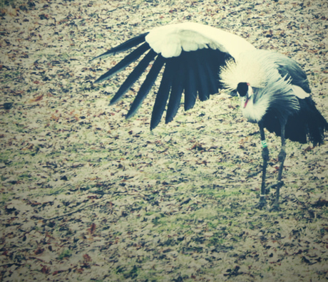 Kraanvogel.