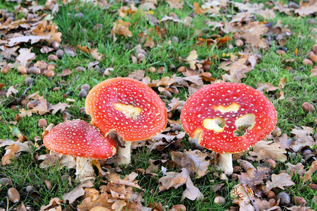 aangevreten rode paddestoelen