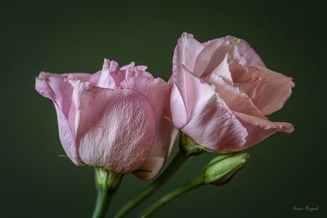 Roze