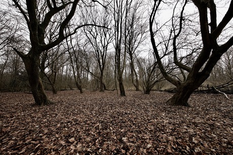 Vroegevogelbos